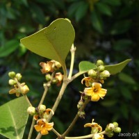 Avicennia officinalis L.